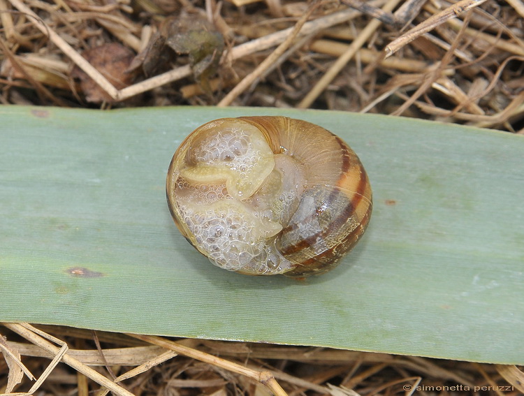 Gasteropoda pisano....